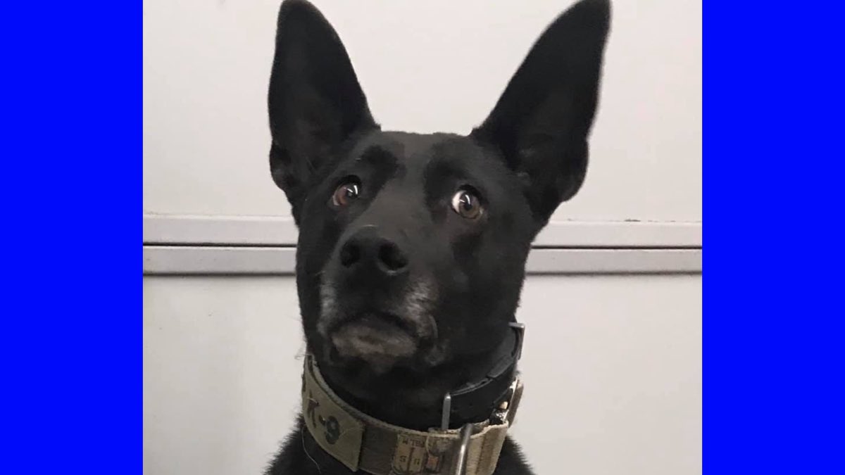 alecak9's tweet image. @alecak9 now at 862, so close to 1k.  Sat Night, folks settling in for some @OfficialLivePD ?
I’m Packing up 2 boxes for soon to be winners, but wait! What’s this? Two Envelopes? Might some other new followers or RTers win a little something?  #AZK9 #K9Trials #Surprise #K9Swag