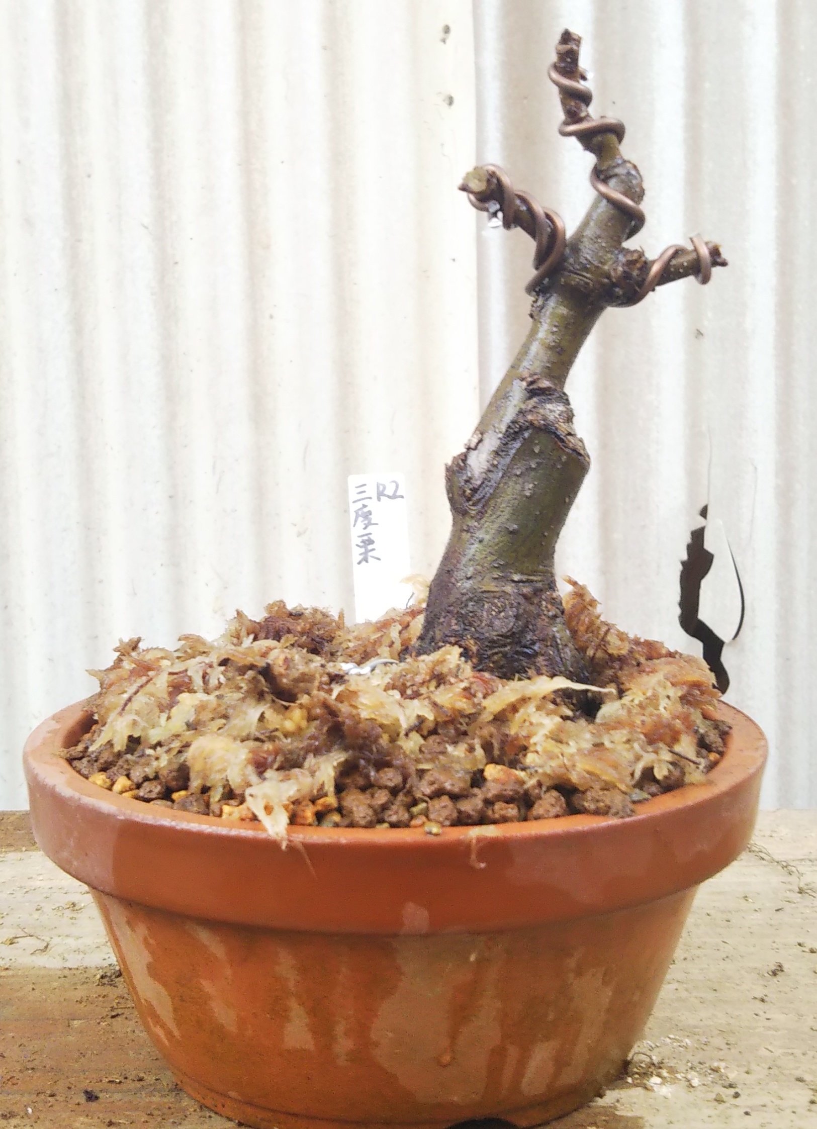 تويتر 椿 盆栽用 على تويتر 去年の夏に買った三度栗を植え替えました ようやく盆栽への第一歩です 左の枝は多分落としますね 盆栽 栗盆栽 T Co 3ylrd957r0