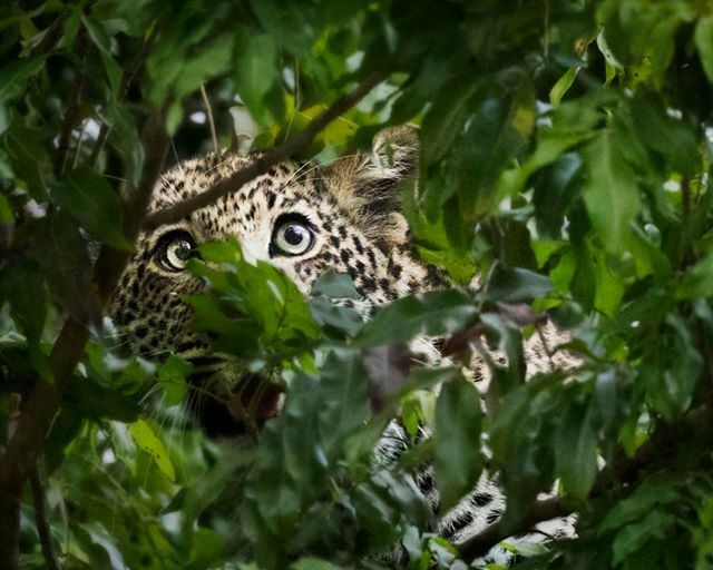 EasyTravelTZ's tweet photo. A rare sighting of a leopard spotted in the tree by @shannon_awp. 🐆
.
Leopards are solitary and nocturnal creatures, and they typically lounge in the shade of trees and caves during the day. 🌳
.
Therefore keep your eyes open not just on the ground bu… https://t.co/6vna47K0cz https://t.co/5fPD99oB8Y