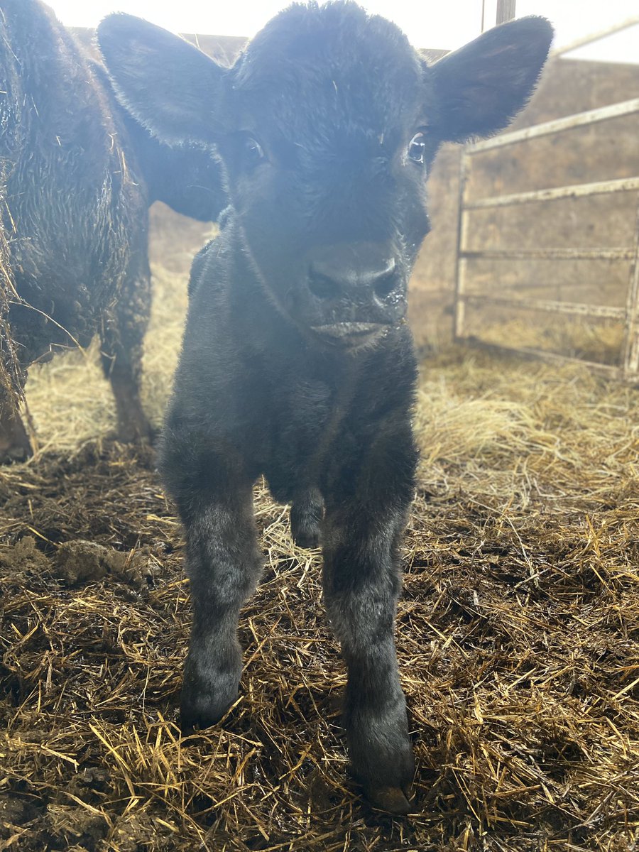 _gfoxy8_'s tweet photo. baby Ru is the cutest boy ever and no one can convince me otherwise 🤍 https://t.co/CyvxNEfigu