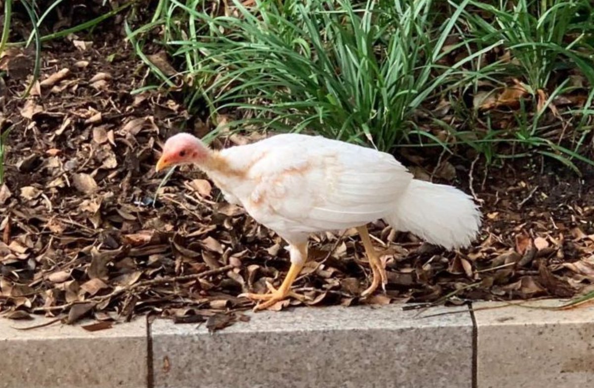 CitSciOZ's tweet image. #CitizenScientist Matthew Denby recently spotted a rare white juvenile #brushturkey in Noosa, QLD.  He uploaded it to @EcoMatt94's #citizenscience project "Brushturkeys in the 'Burbs" and it has stirred up quite a bit of interest.

Why? 

Read on!

abc.net.au/news/2020-03-0…