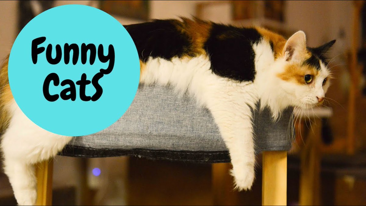 MeowMoeDotCom's tweet photo. #Funny #Cat Video 😻 Animal Life Video ...
#Cats #Cat #Kittens #Kitten #Kitty #Pets #Pet #Meow #Moe #CuteCats #CuteCat #CuteKittens #CuteKitten #MeowMoe
#Animals #AwesomeAnimals #CatFunny #CatTrailer #CatVideos #Cats #CatsVideo
https://t.co/ji4XOx83mH
. https://t.co/00grQICDZO