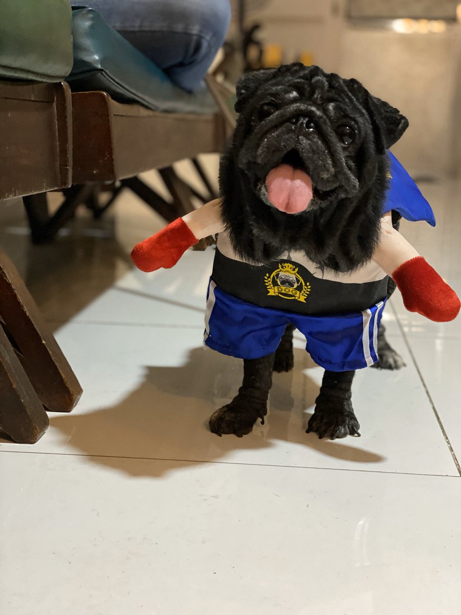 Akillapug tweet picture