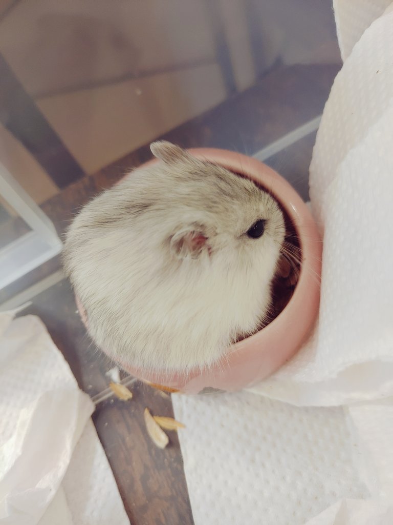 救命  整隻鼠都鑽到食盆裡面ㄌ還塞不滿也太可愛🥺🥺🥺小寶寶🥺🥺🥺
(but他真的是我養過最膽小ㄉ鼠我要瘋ㄌ)