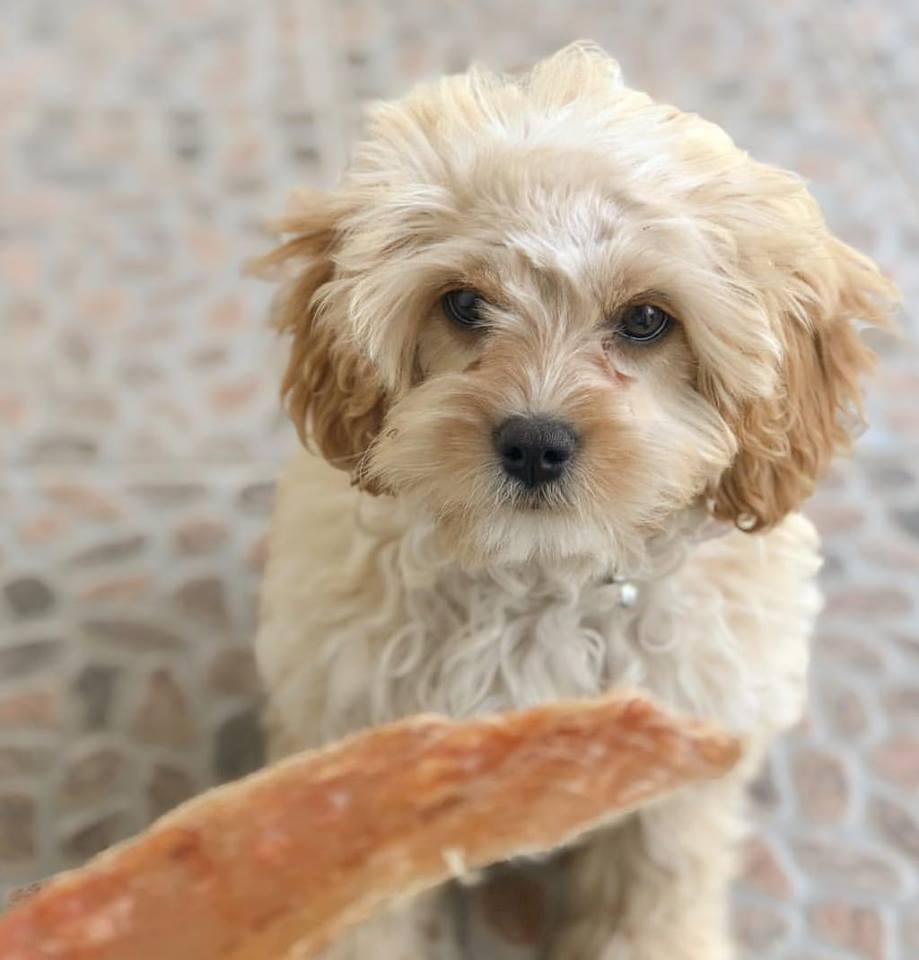 naturalCdelight's tweet photo. Roley with chicken breast !! how cute are is this little puppy <3 https://t.co/oRAXpTGO8B