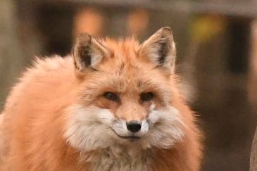 【A：殿堂入りおきつね】
マル・デ・リス🐿

#蔵王キツネ村 
#キタキツネ
#きつね