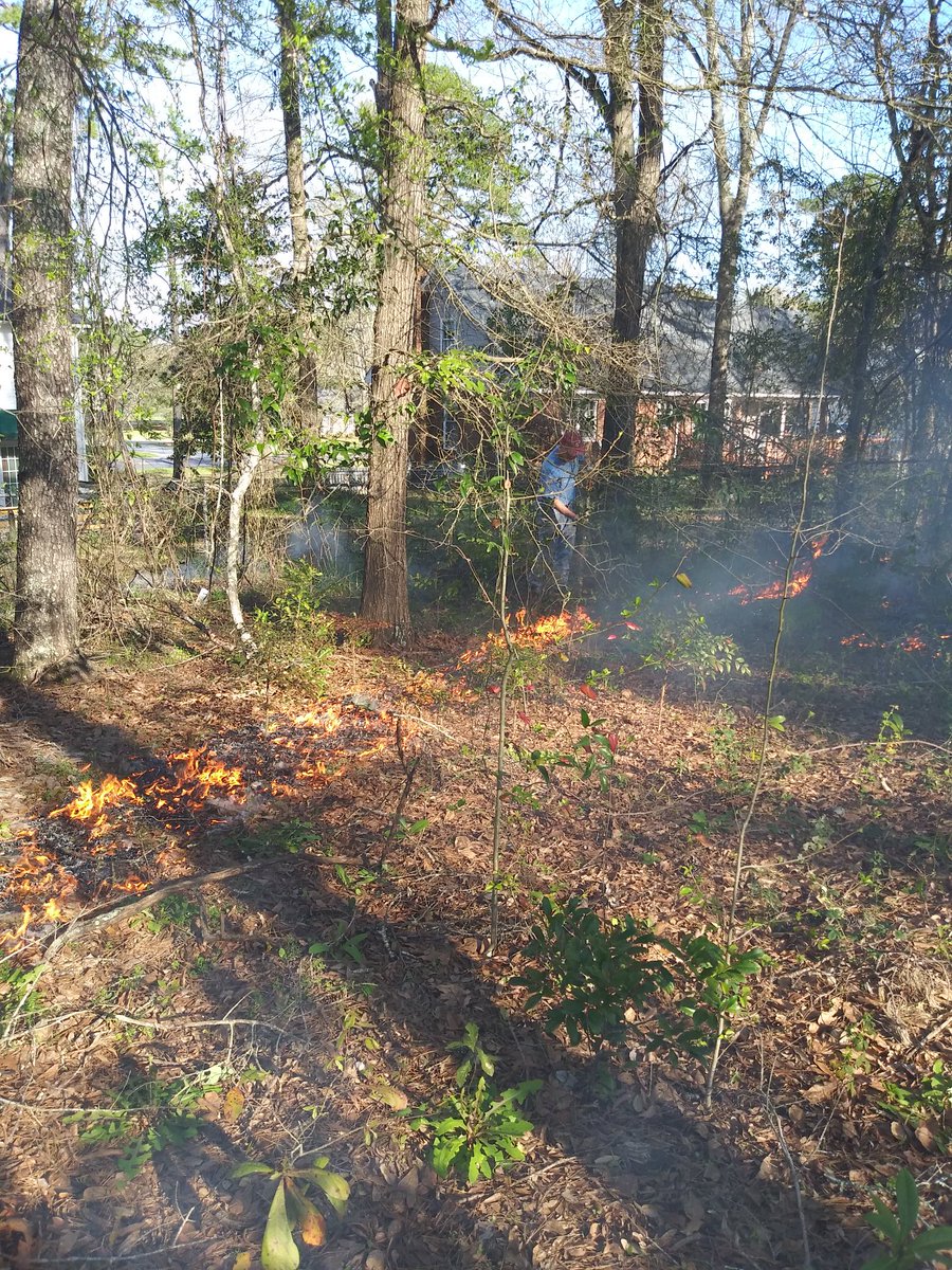 JefferyBCannon's tweet photo. Inspired by MO friends to get an #rxfire going among the #shortleaf pines in the backyard! The fire cleared out young water oaks to make room for more diverse understory plants. @BigelowSeth @dendroguy @MOsilviculture @Danoak6 @PileLauren https://t.co/KzWbt1AEZW