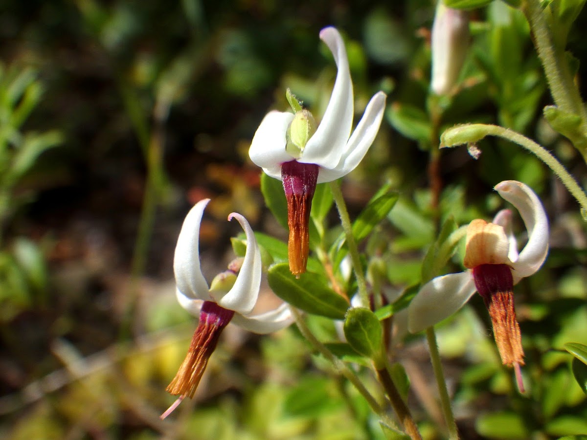 Early Bird A Twitteren 重い物を吊り上げ移動させる機械をクレーンと呼んでいる 英語では Crane と綴り 鶴 を意味する語でもある 起重機の形状が鶴を連想させるところから名付けられた ちなみに ジャム等に使うクランベリー Cranberry も Crane に由来する