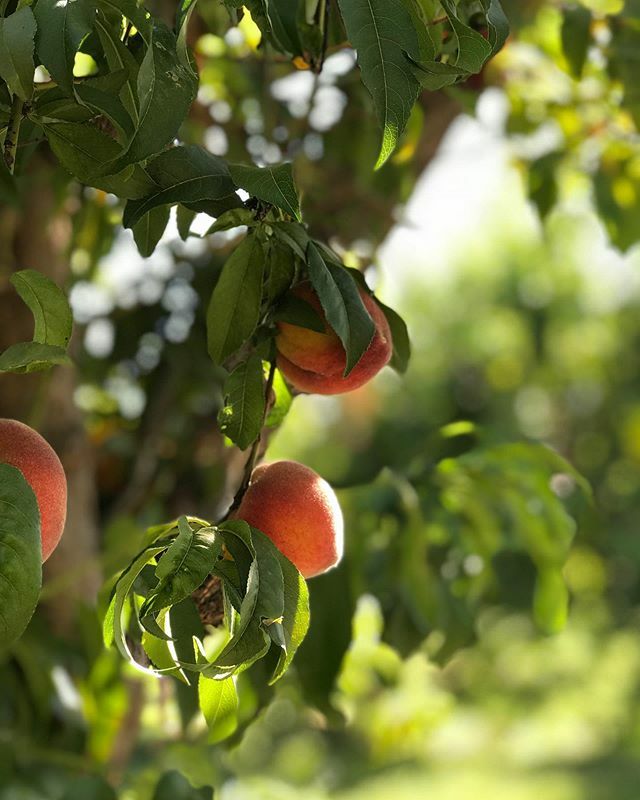 This spring weather is stunning. Now’s the perfect time to prune your fruit trees. Apples, apricot, peach and pear. ift.tt/2IqKxFS