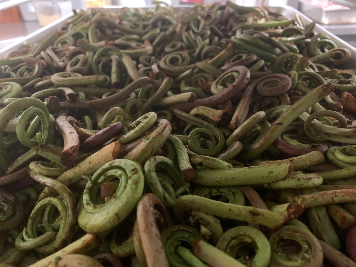 Fiddlehead Ferns are here at Honey!

We LOVE to cook with the amazing seasonal ingredients of the Inland Northwest!😁

#EatINW #EatSeasonal #HoneyEatery