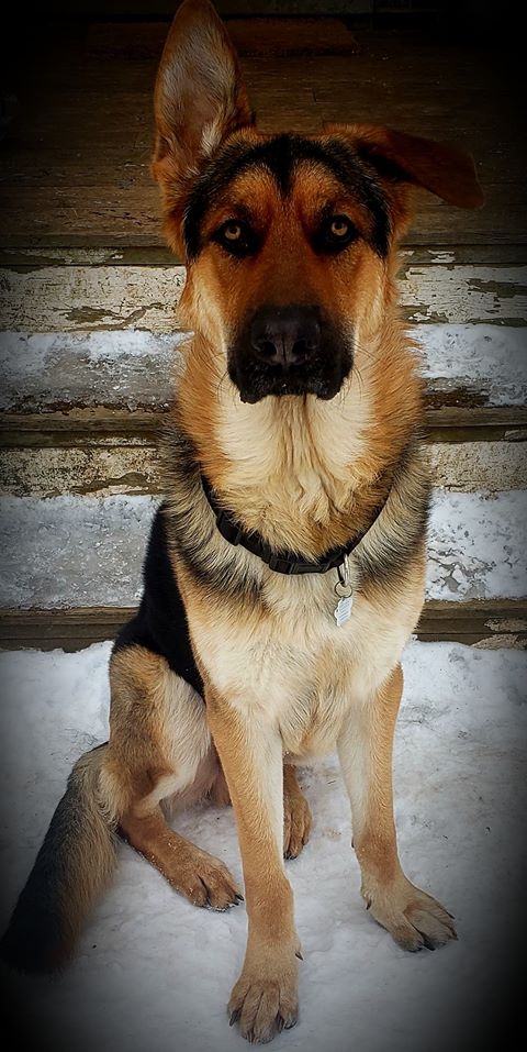 RCMPNS's tweet photo. It's #9PMROUTINE time on #ShepherdSaturday! This handsome pup, Charlie, is checking in form #Washabuck. Where are you checking in from tonight? Let us know once youβre #lockedup!! https://t.co/vs0ZGZJ652