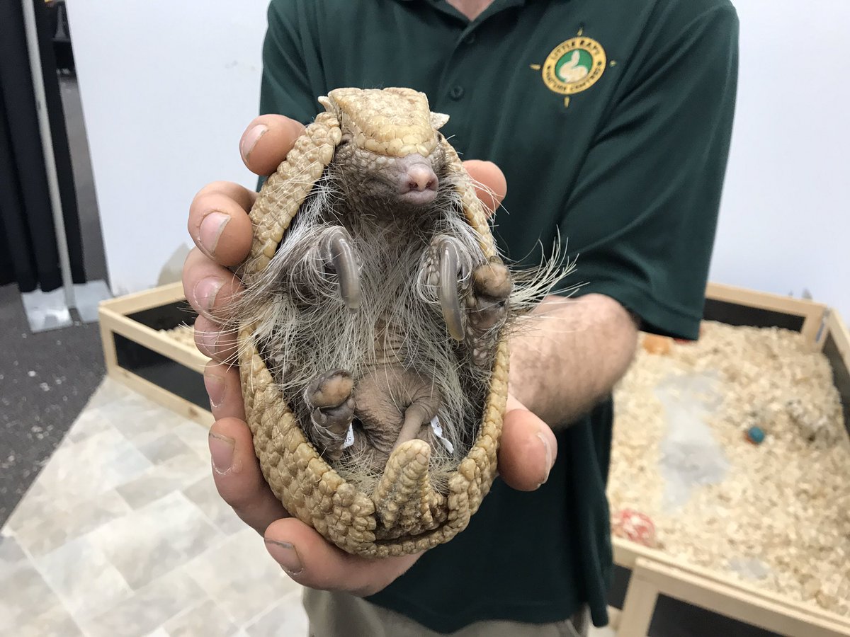 mrs_butlin's tweet photo. I got to play with animals all day ❤️ https://t.co/SidW33w7bO