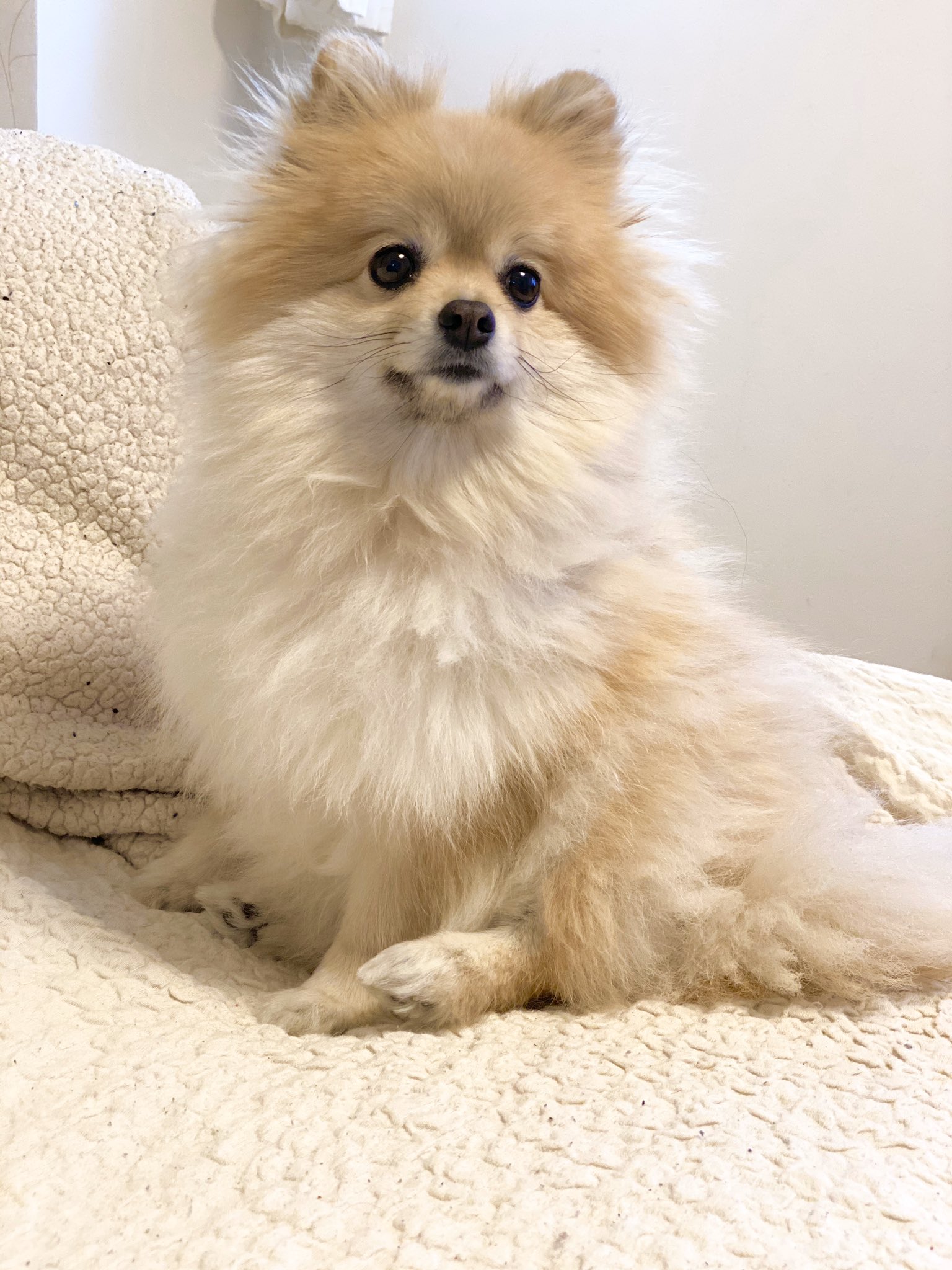 犬の癒し画像 Twitter Search Twitter