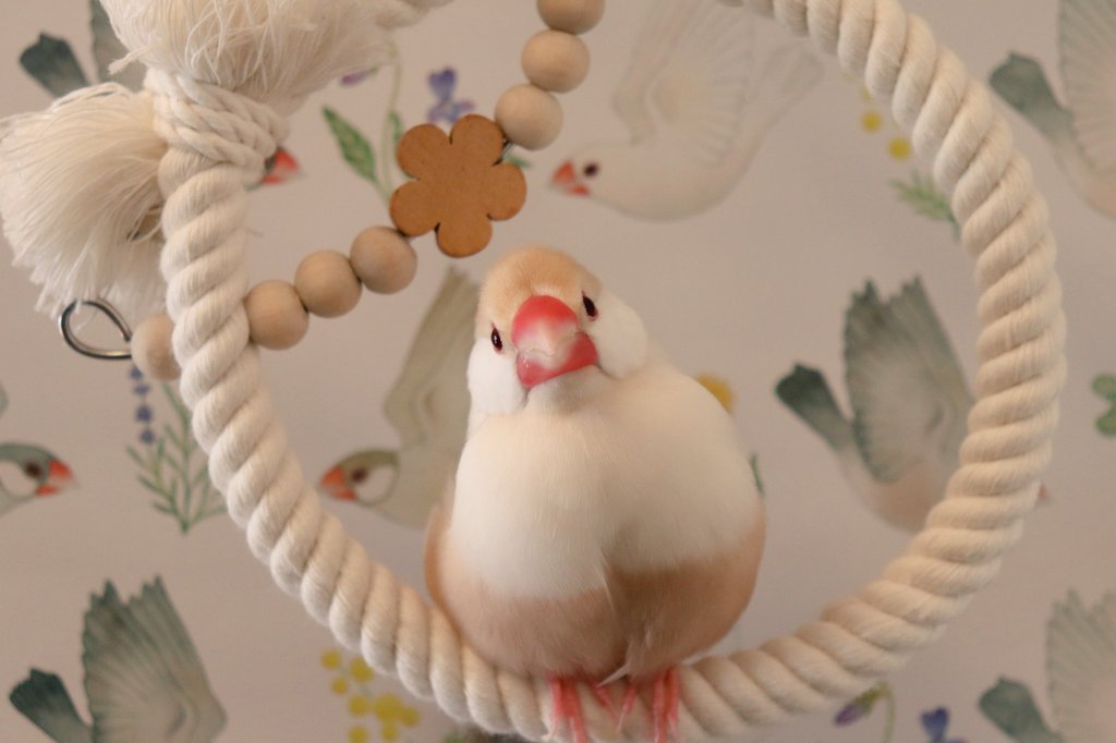 Cream_fuku's tweet photo. ボクのカフェオレおパンツどぉ？
壁紙はコトリカフェ吉祥寺店でもらったよ🐥💕
#文鳥 #クリーム文鳥 https://t.co/PxHKhxna2S