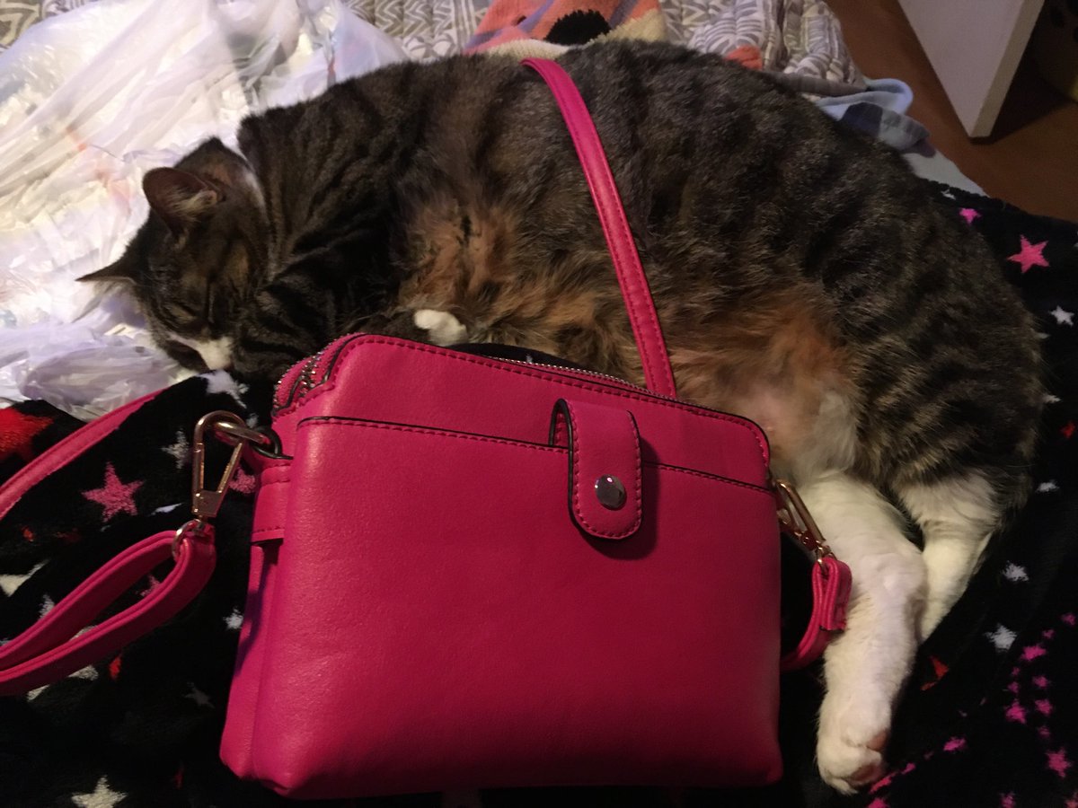 luvfurbabies69's tweet photo. My cat stole my purse!  What do y’all think? 🤣 #sillycat #CatTwitter https://t.co/op6Czm1JXJ