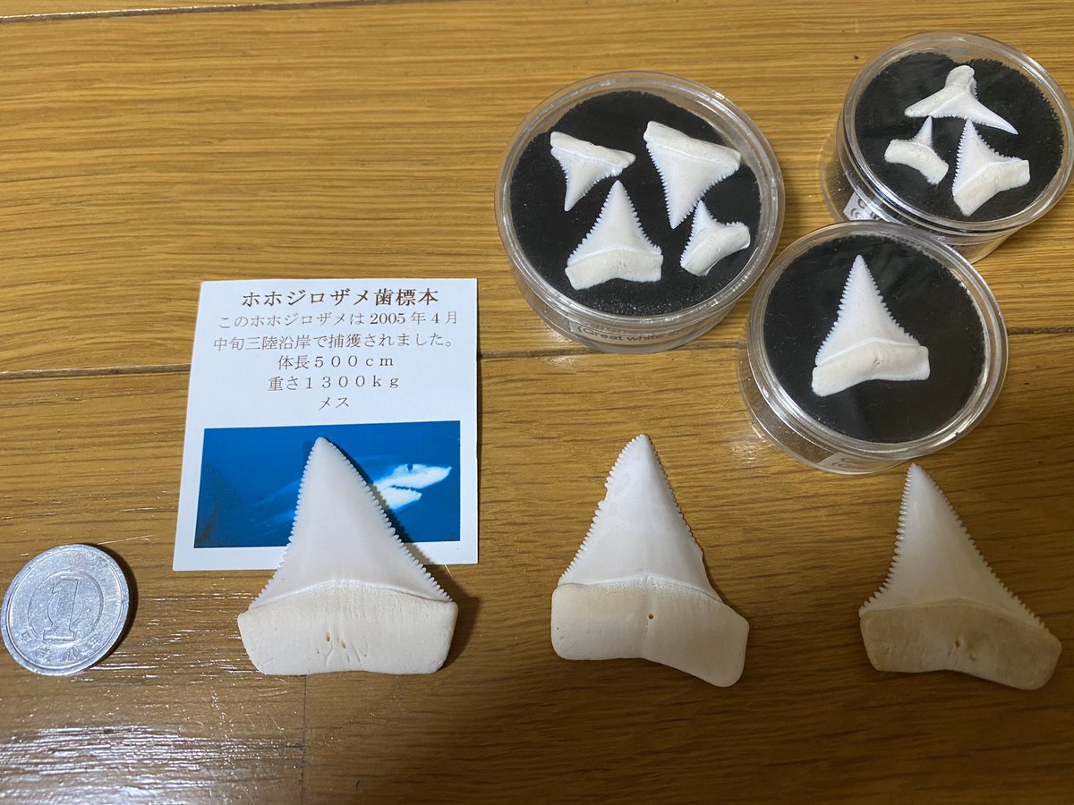 リアルサープラス! ホホジロザメの歯 サメの歯 コラム企画『いき