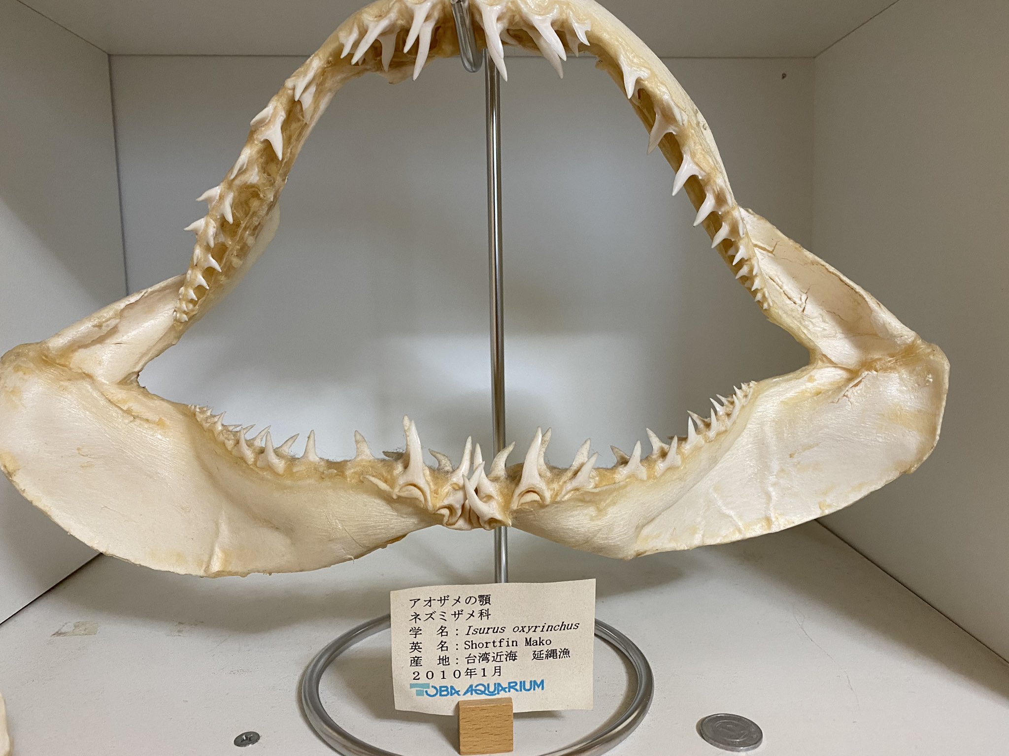 hammerhead shark on X: 