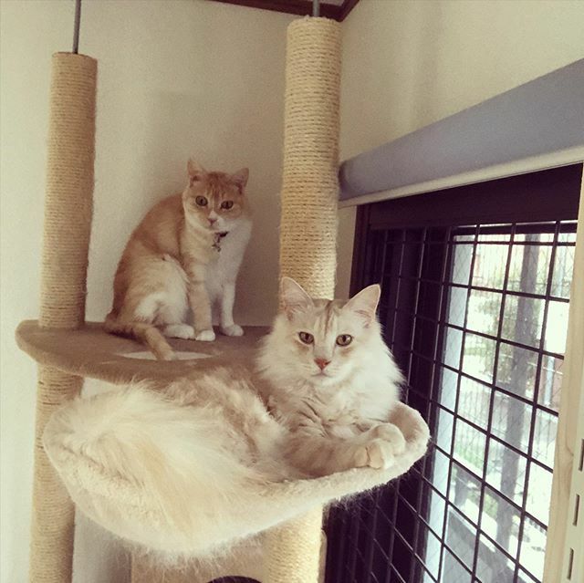 caracatcafe's tweet photo. 本日も元気ダル盛り!
みんなで待ってるダール♪
#コロナに負けるな
#猫で免疫力アップ
#つるる #だーくん
#保護猫
#ねこのいる暮らし #ねこのいる生活
#cat #catsofinstagram #instacat #sweetcatshub
#猫 #ねこ #ネコ #猫カフェ #caracatcafe #箕面 #北摂
#cccs04t #cccs05d https://t.co/7DAkadAPMe
