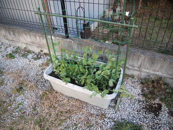 野菜の育て方 Com 公式 V Twitter プランターのスナップエンドウにネットを設置しました 花が咲いたら追肥します