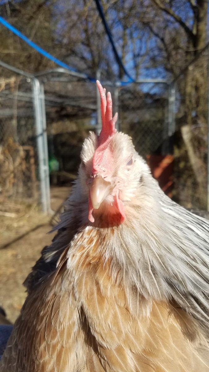 Jonelle Lesniak tweet media