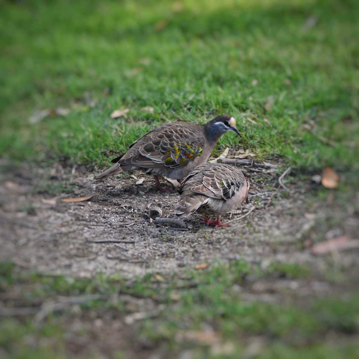 GPMooreEsq's tweet photo. Today’s Study; on reflection.

Brilliant iridescence of the Common Bronzewing on full display.

Henry St Reserve, Heatherton.

#WildOz #OzBirds #commonbronzewing #WildMelbourne https://t.co/Zxklm9htNQ