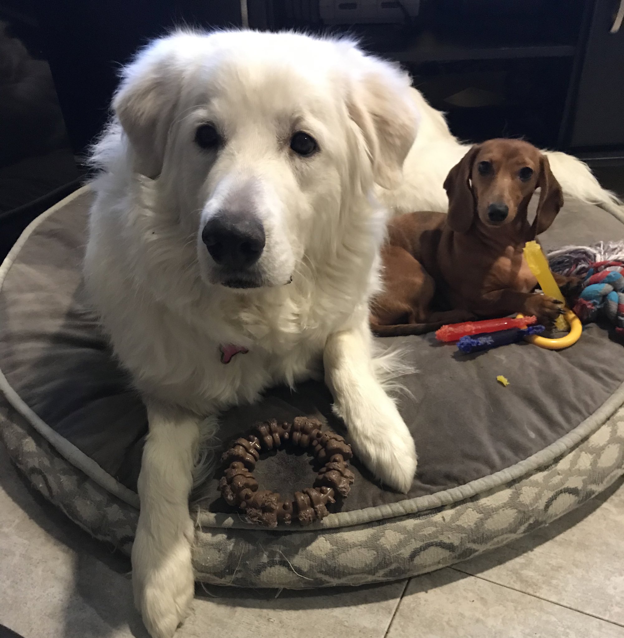 Great pyrenees dachshund mix sales