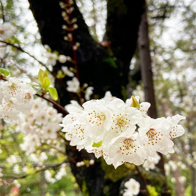 macieksmuga's tweet photo. Spring comes to Twain Harte

#twainharte #blossoms https://t.co/HZ3RQF017o https://t.co/2pOXrKxByC