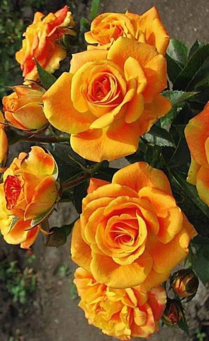 jsaborido50's tweet photo. A las madres, a las hijas, a las compañeras en la vida y en el trabajo, a las cubanas todas, que son nuestro ejemplo, orgullo y miel y nos motivan e inspiran, muchas felicidades en su día internacional. https://t.co/7PsKHfrkzB