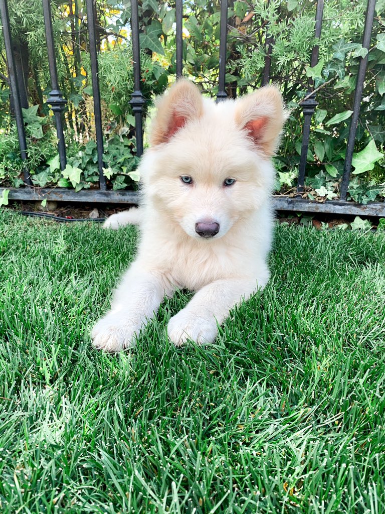 blue bay shepherd puppies