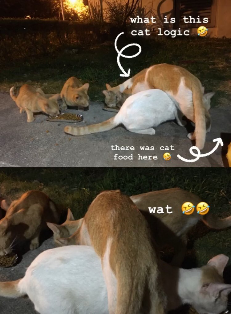 the_offbeat_cat's tweet photo. from last night’s feeding 🤣🤣 #catlogic #lovecats #bekindtostrays https://t.co/75GFfV0COP