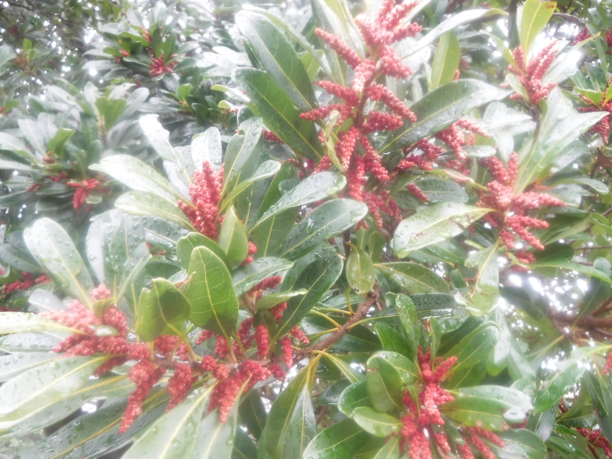 Twitter 上的 都立青山公園 ヤマモモの花が満開です ヤマモモは雄木と雌木があり 赤い花を咲かす雌木には6月頃食用になる赤い実がたくさんできるはずです T Co Qcbrotqvvm Twitter Twitter 上的 都立青山公園 ヤマモモの花が満開です ヤマモモは雄木と雌木があり 赤い花を咲かす雌木には6月頃食用になる赤い実がたくさんできるはずです T Co Qcbrotqvvm Twitter