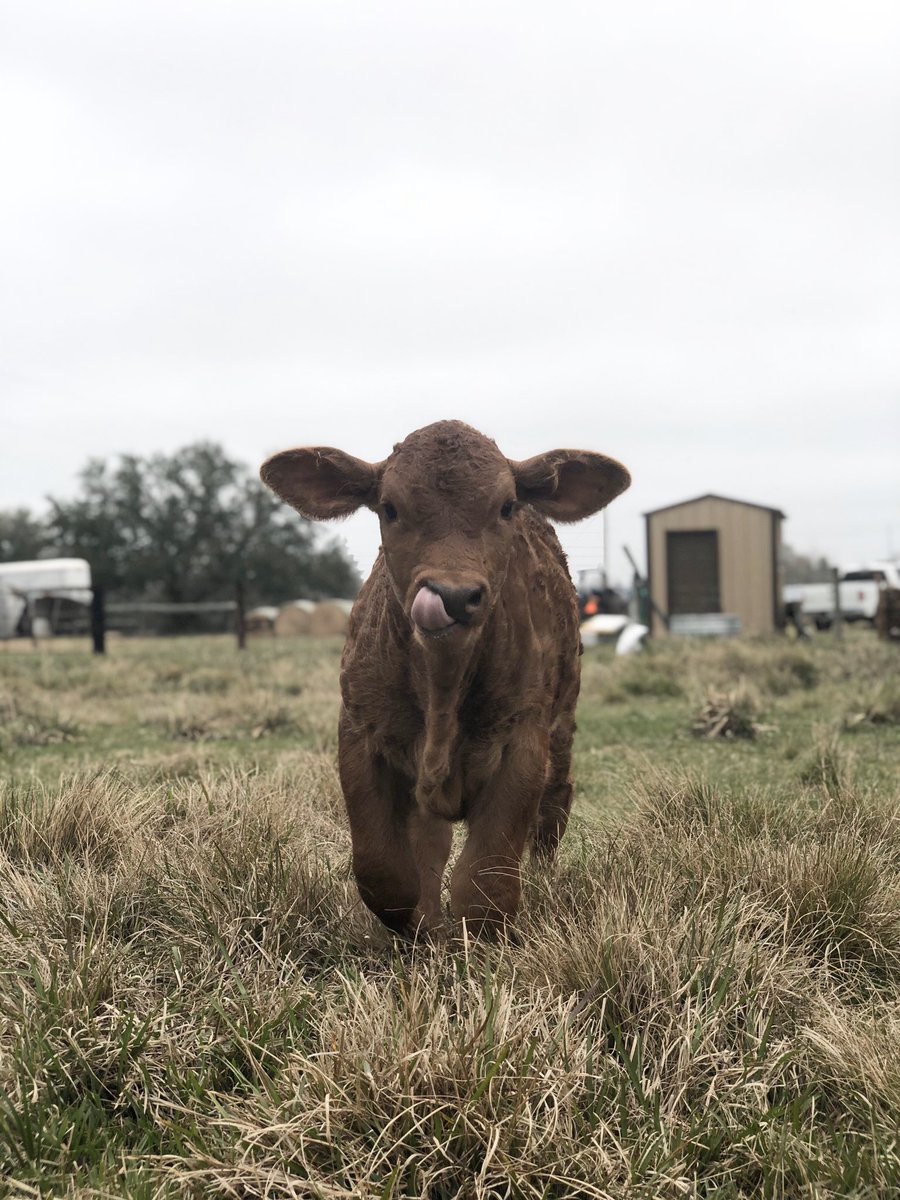 leopoldcattleco's tweet photo. Everyone meet Bleu, one of our newest additions to the herd! This young, handsome fella is full of spunk and loves attention! 🐮#BeefmasterCattle #BeefmasterBull #LeopoldCattleCo https://t.co/G1ZJxeIEGJ