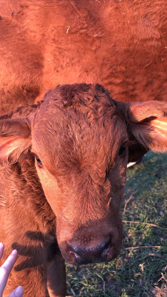 leopoldcattleco's tweet photo. Everyone meet Bleu, one of our newest additions to the herd! This young, handsome fella is full of spunk and loves attention! 🐮#BeefmasterCattle #BeefmasterBull #LeopoldCattleCo https://t.co/G1ZJxeIEGJ