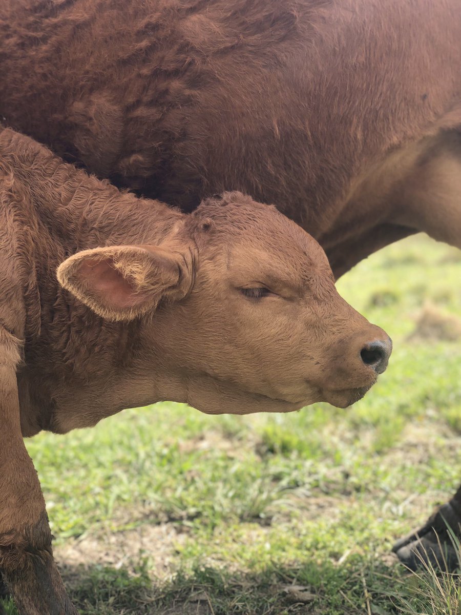 leopoldcattleco's tweet photo. Everyone meet Bleu, one of our newest additions to the herd! This young, handsome fella is full of spunk and loves attention! 🐮#BeefmasterCattle #BeefmasterBull #LeopoldCattleCo https://t.co/G1ZJxeIEGJ