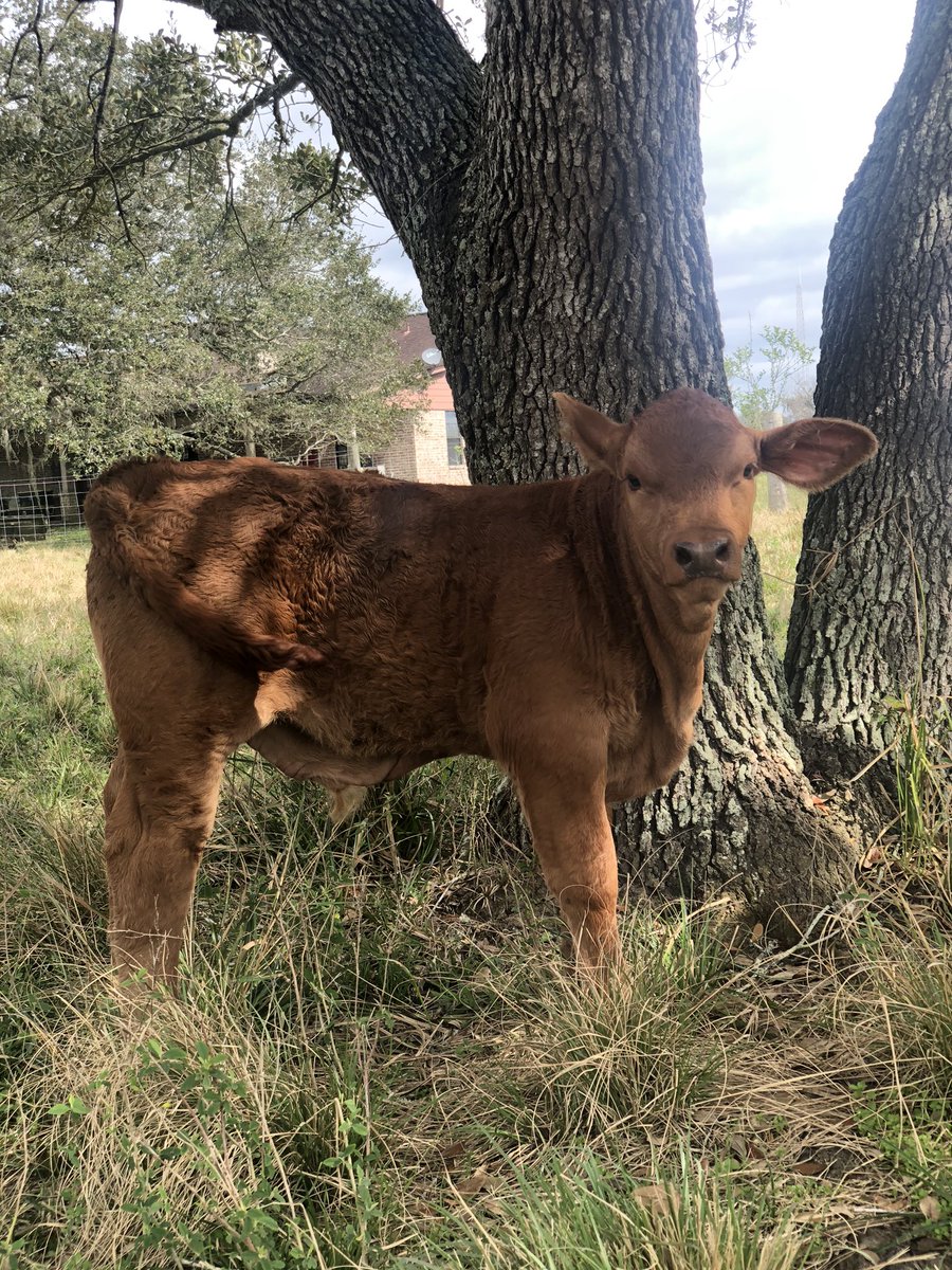 leopoldcattleco's tweet photo. Everyone meet Bleu, one of our newest additions to the herd! This young, handsome fella is full of spunk and loves attention! 🐮#BeefmasterCattle #BeefmasterBull #LeopoldCattleCo https://t.co/G1ZJxeIEGJ