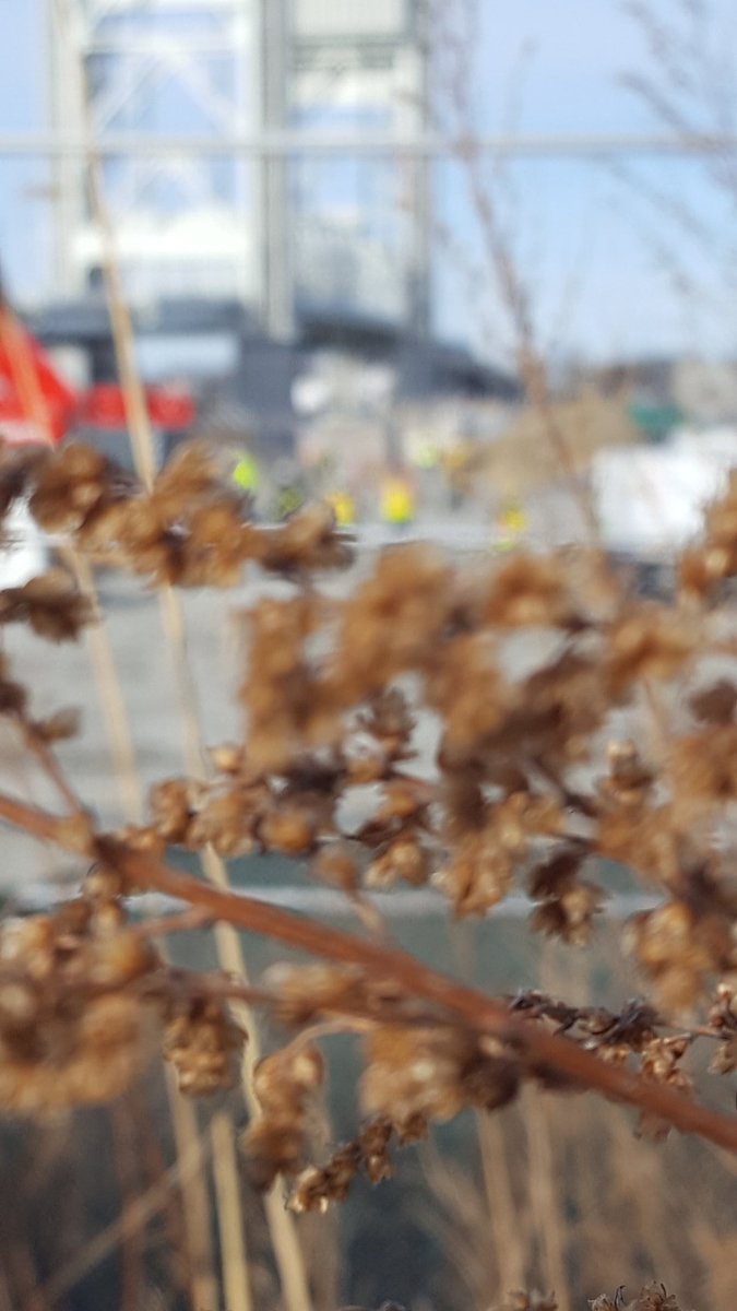 ljennings32's tweet photo. A careless, oddly unfocused shot turns out to be my favorite of the day #NorthParcel #KingsCovePark #ForeRiverBridge 
#NoWeymouthCompressor #NoWeymouthMA #wickedlocal https://t.co/ZGVWTms3Ul
