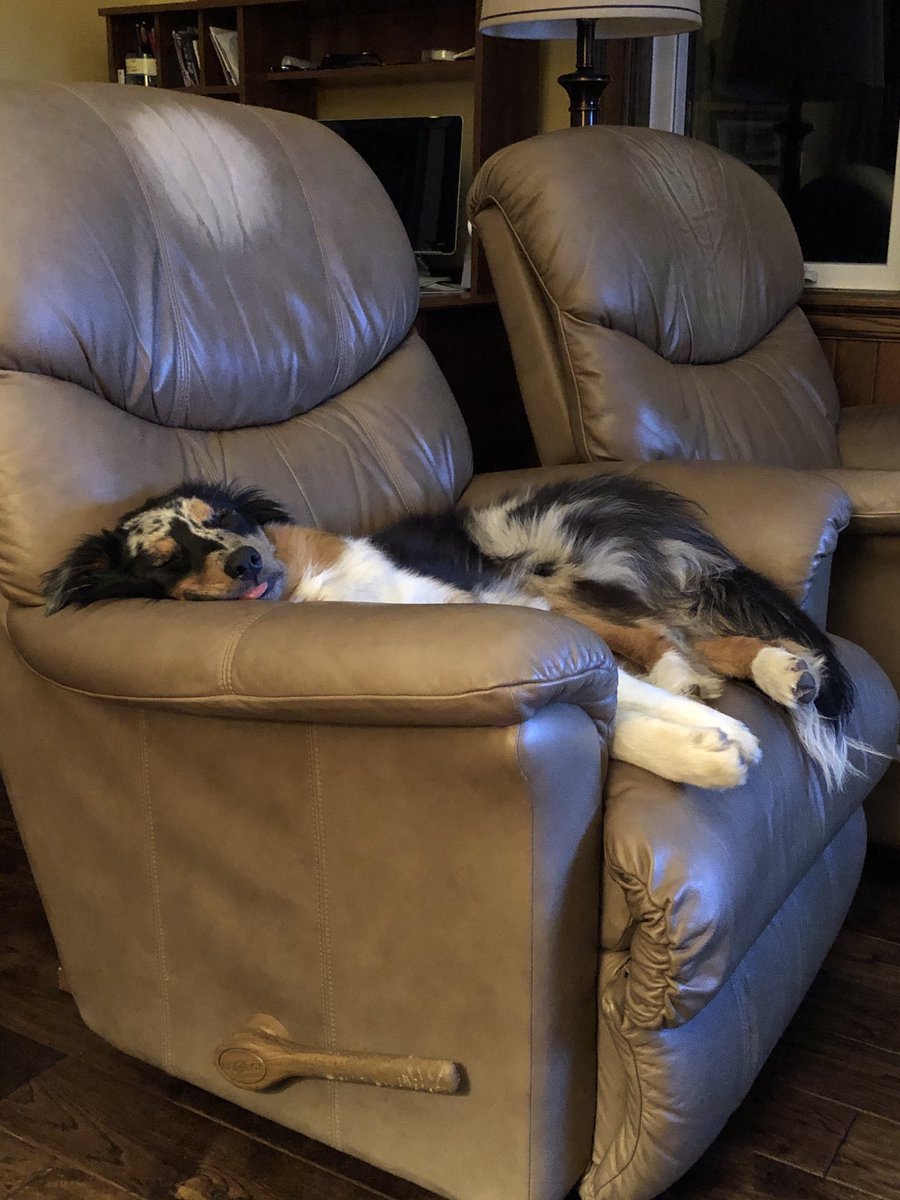 McNabbMK's tweet photo. Sheβs had an exhausting day, greeting and herding a good portion of the visitors today. #aussie #herdinginstinct #kidswithcookies #busyday https://t.co/iQZOO7DkkG
