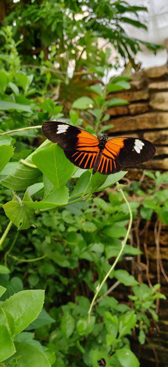 #ShotByMe - at a #ButterflyFarm - share yours