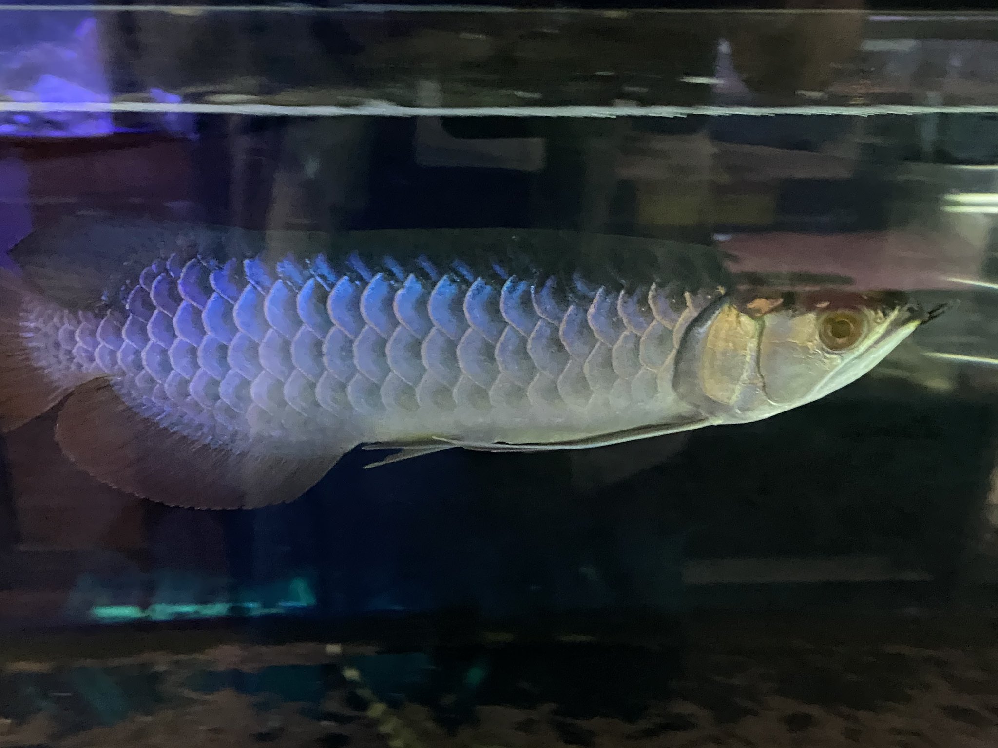 リミックスみなと熱帯魚 ライトを当てて青いアロワナは沢山いますが水槽証明無し 室内灯だけでここまで青いのは中々いないんではないでしょうか 有名ブランドにも負けない青さ 自信を持ってオススメ出来る自慢の1匹です アロワナ 大型魚 古代魚