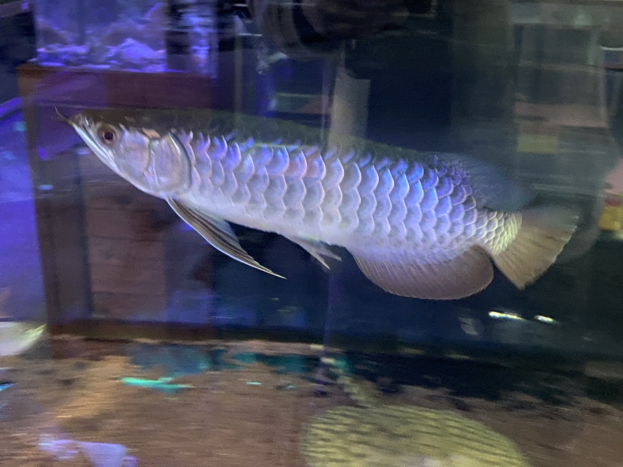 リミックスみなと熱帯魚 ライトを当てて青いアロワナは沢山いますが水槽証明無し 室内灯だけでここまで青いのは中々いないんではないでしょうか 有名ブランドにも負けない青さ 自信を持ってオススメ出来る自慢の1匹です アロワナ 大型魚 古代魚