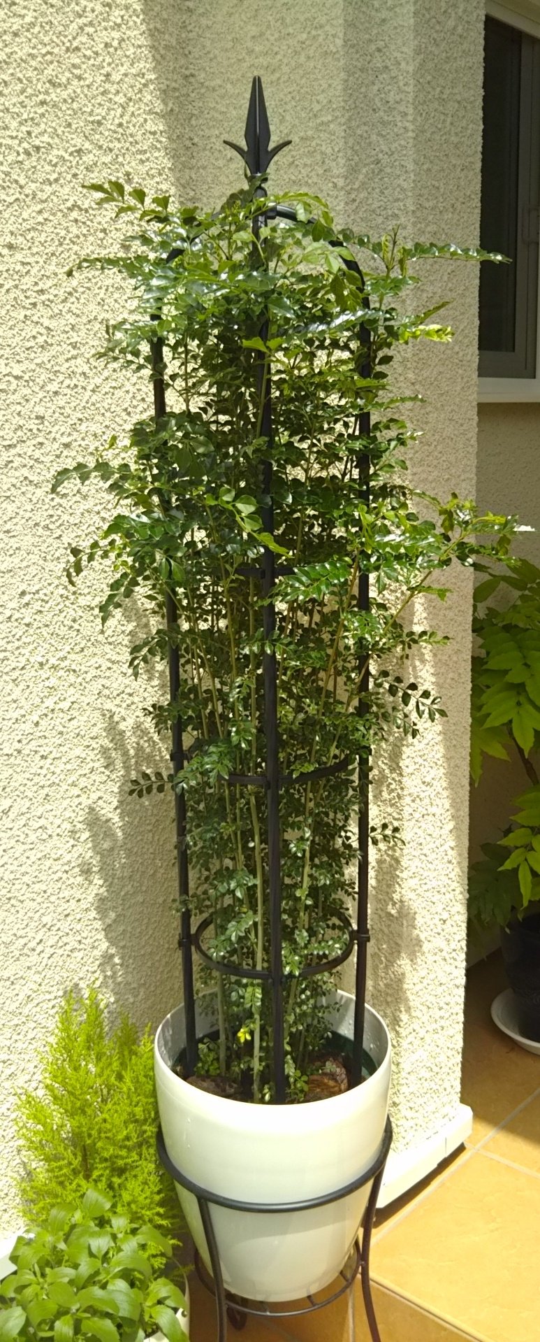 たまごはん 園芸部 強めに切り戻した シマトネリコ 脇芽が顔を出し始めました 株分けで少し貧相になってしまったので ひこばえ もこのまま育ててみます 庭木 ガーデニング 観葉植物 T Co Ouvg7ussp4 Twitter