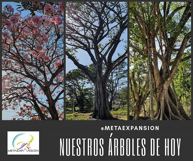 MetaExpansion's tweet photo. #costarica #árboles 
#vitalidad  #caminatas
#miradaapreciativa

@metaexpansion
@adri_german https://t.co/uj6npzmf4M https://t.co/UmXNi4PcFG