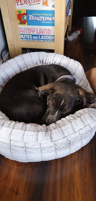 After 11 years of wanting to get a dog, I finally got a puppy!!!   What should I name him?! https://t<a href="/tag/apclips"class="tags"><span>#apclips</span></a><a href="/tag/bestclipsite"class="tags"><span>#bestclipsite</span></a>