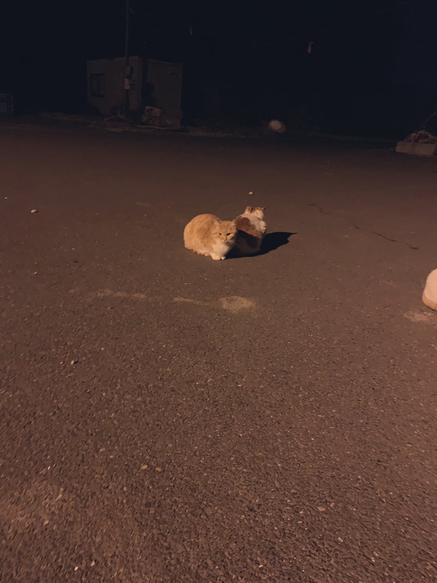 fish_kumagai's tweet photo. 昨日は小野寺さんとクロソイ釣りにナイトロックに行ってきました🎣
昼間と違って夜はアイナメのバイトも多く、久しぶりにいいサイズのアイナメも釣れました!
小野寺さんは見たことないサイズのハゼ釣ってて美味しそうでした😆
やっぱりライトな釣り楽しいですねー(๑˃̵ᴗ˂̵)
#APIA
#bruteTP https://t.co/7TaI5QOyKV