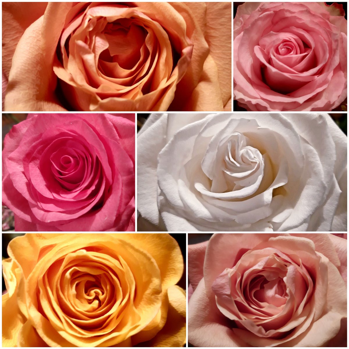 Regardless of colour, shape and orientation, every WOMAN can BLOSSOM. #WomensDay #InternationalWomensDay <a href="/transportwm/">Women in Transport</a> <a href="/Transport_EU/">EU Transport</a>