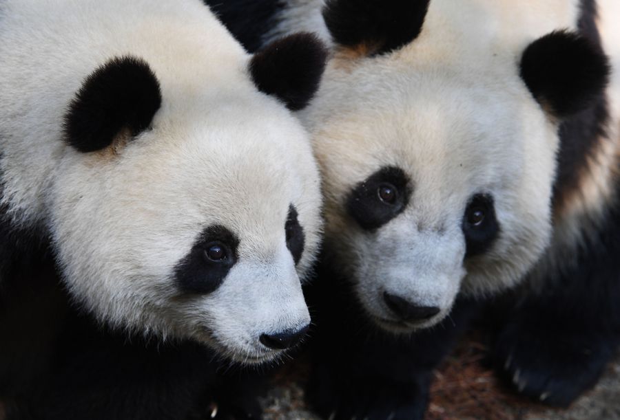 Pandas having. Pandas having