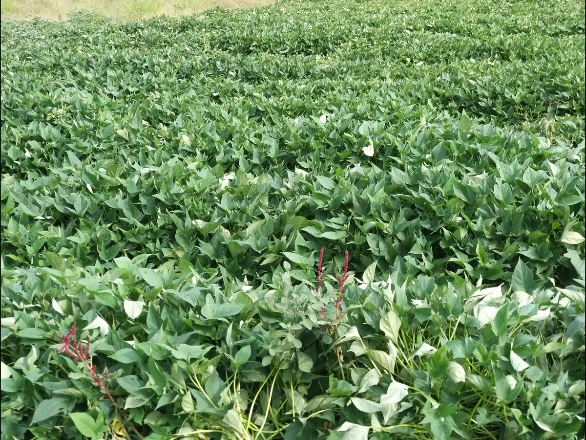 Support Agricultural Colleges to be able to train students on Climate Smart Agriculture as an approach to address Climate  Change impacts