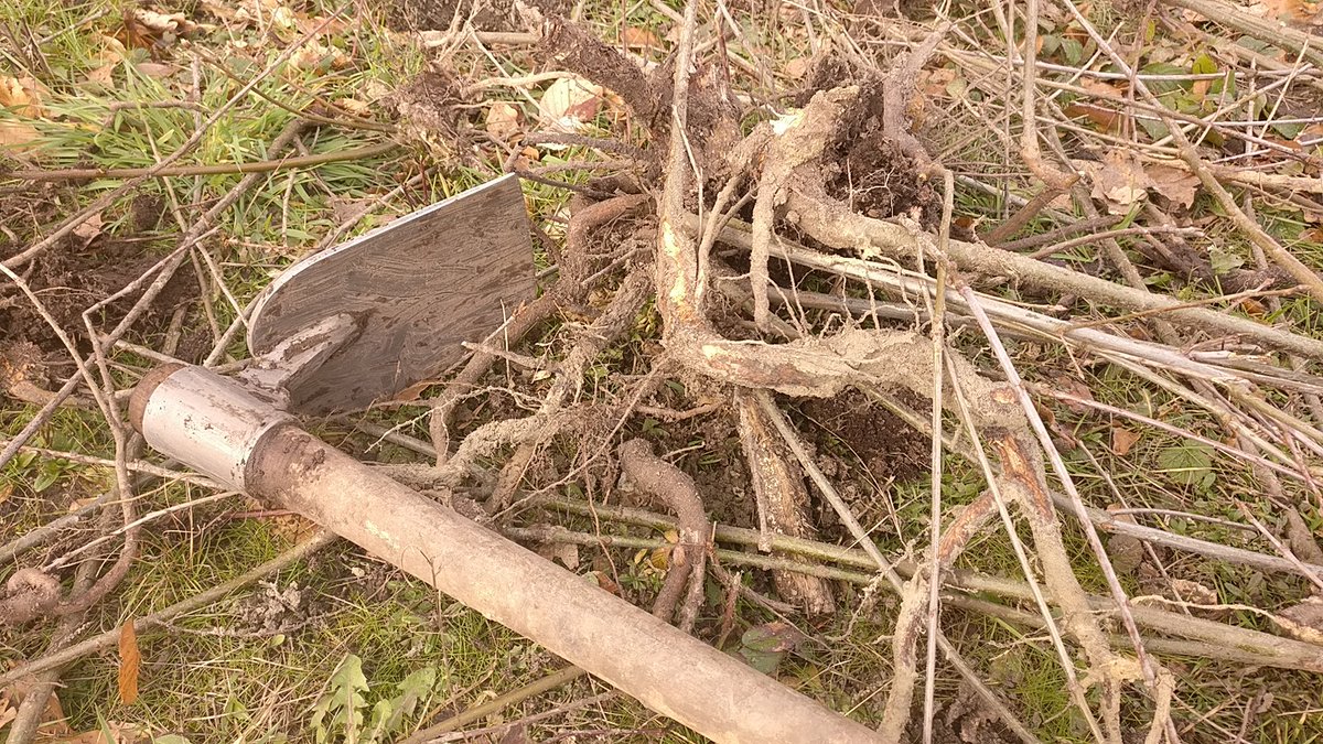 Boswachter_Marc's tweet image. * Ik sprak eerder van vrijwilligerswerk maar #ChiroBlanden mag in ruil #sjorhout uit het bos halen. Sinds het #ECS2 verhaal mogen ze zelf de kettingzaag niet meer ter hand nemen waardoor #houtvoorwerk quasi onmogelijk wordt. 4/n

Met dank aan Erik voor het beeldmateriaal!