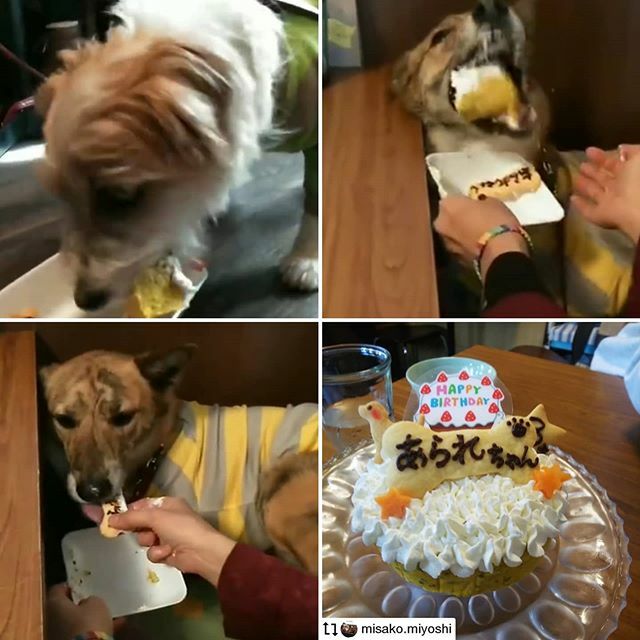 にくきゅうカフェ On Twitter アラレちゃん お誕生日おめでとー しんのすけ君もお裾分け にくきゅうカフェ Https T Co Tozaxch3cj 小金井公園 ドッグカフェ カフェ 田無 武蔵境 西東京市 Https T Co Smfm3z8dse Https T Co Ffcvqdrgdc