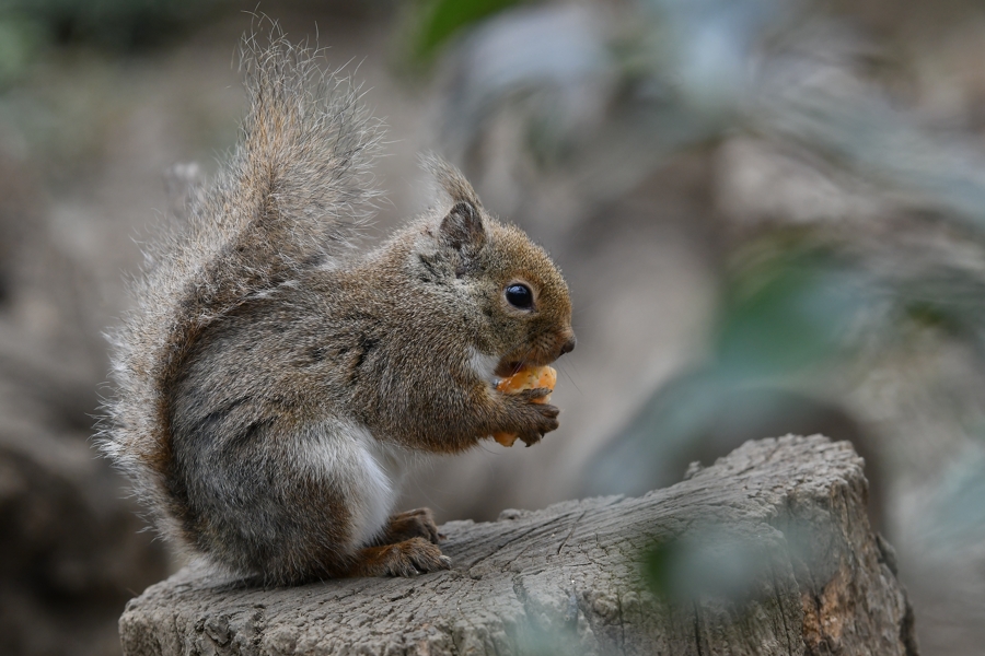 N בטוויטר がむしゃらにオレンジを食べてるリスさん 井の頭自然文化園 リス ニホンリス リスの小径